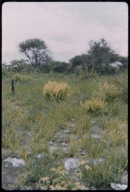 Flowering shrubs and trees