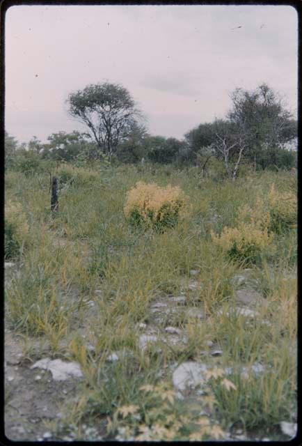 Flowering shrubs and trees