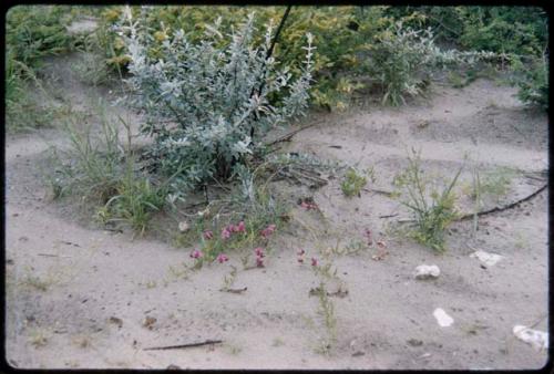 Flowering shrubs