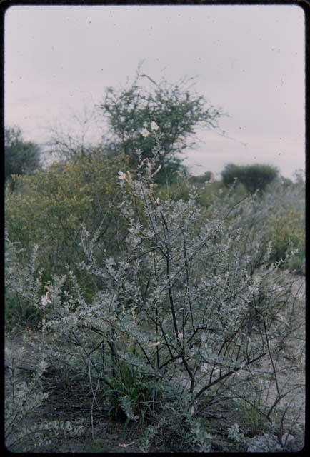 Flowering shrubs