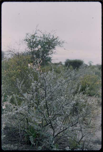 Flowering shrubs