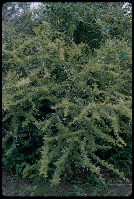 Plants and flowering shrubs