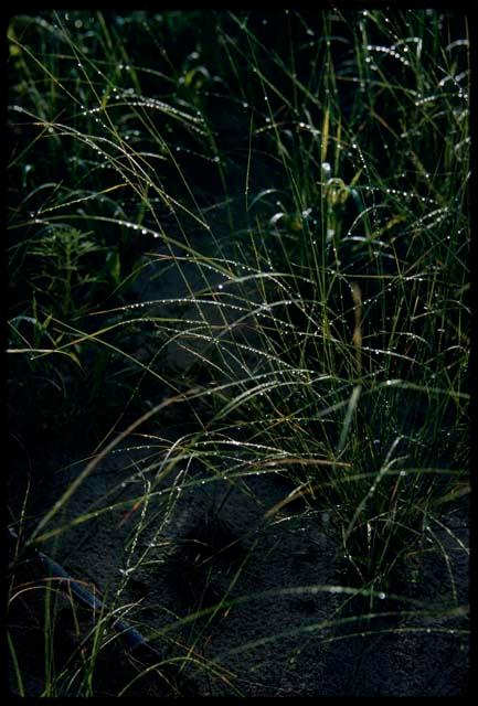 Plants with rain drops on them