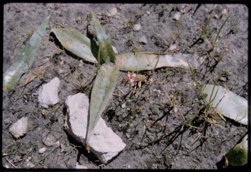 Plants photographed from above