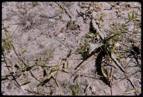 Plants photographed from above