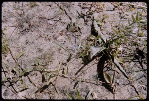 Plants on the ground