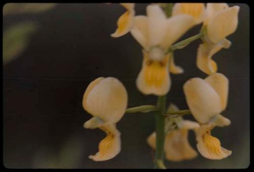 Plant with flowers, close-up