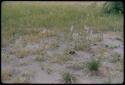 Plants with flowers and shrubs on the ground