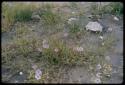 Plants with flowers and shrubs on the ground