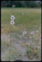 Plants with flowers