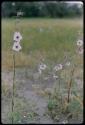 Plants with flowers