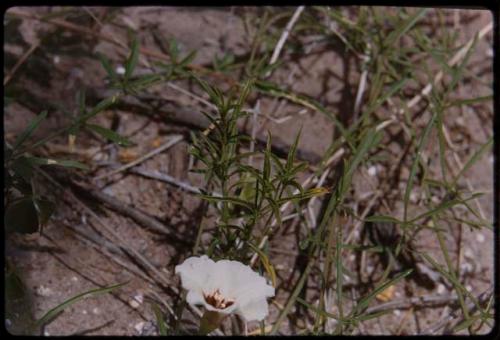 Plants with leaves and flower