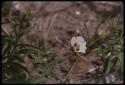 Plants with leaves and flower