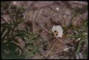 Plants with leaves and flower