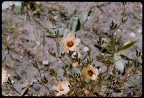 Plants with leaves and flowers