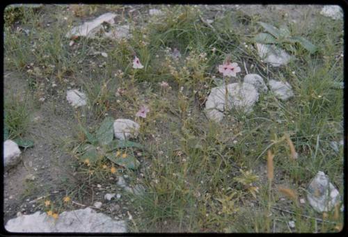 Plants and shrubs on the ground