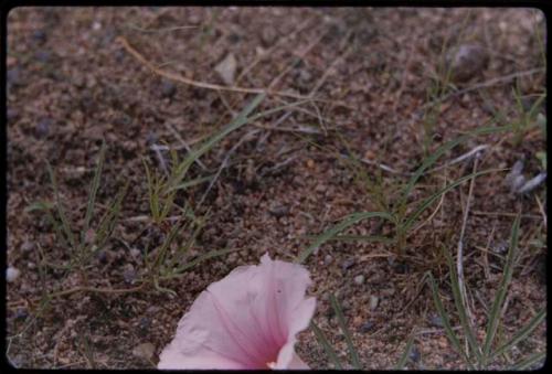 Grass and flower