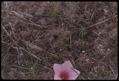 Grass and flower