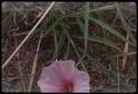 Grass and flower