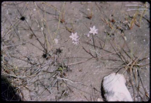 Plants with flowers