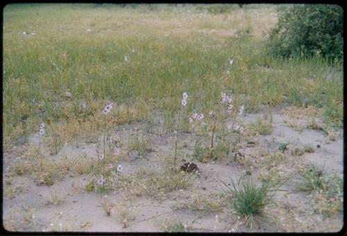 Plants with flowers and shrubs