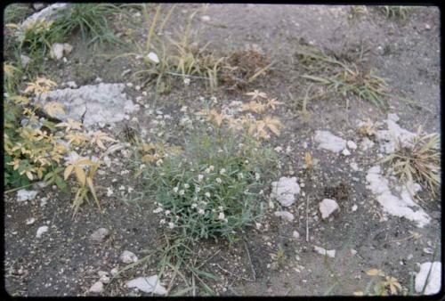 Plants with flowers and shrubs