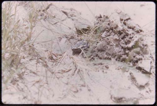 Puddle on the ground with grass