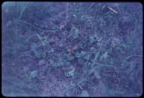 Snails on ground with plants