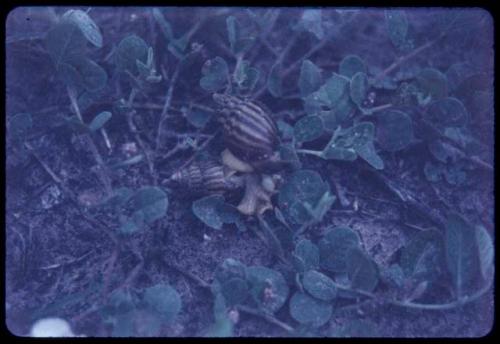 Snails on ground with plants, close-up