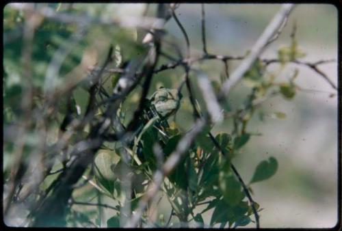 Lizard on a tree branch