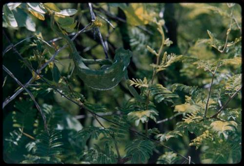 Lizard on a tree branch