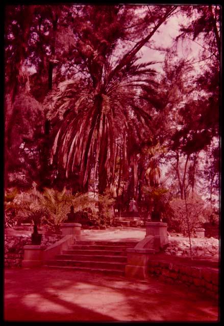 Tiergarten, showing steps and palm trees