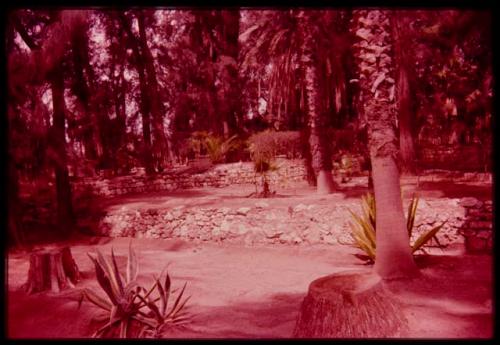 Tiergarten, showing steps and palm trees