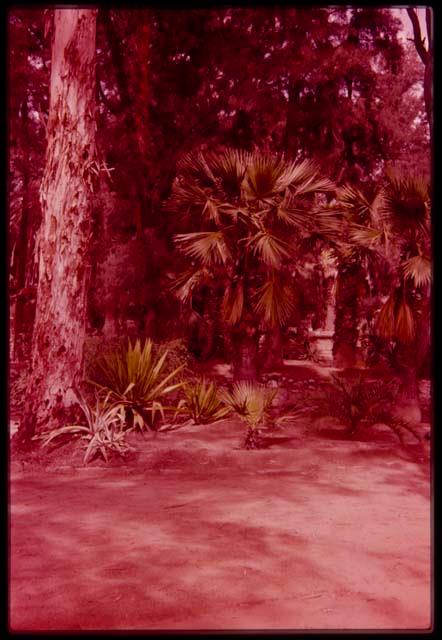 Palm trees at Tiergarten