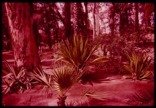 Trees and plants at Tiergarten