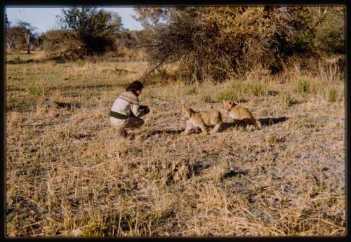 Deborah Marshall with two lion cubs