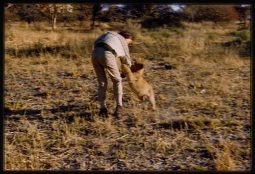 Deborah Marshall bent over, with a lion cub