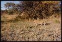 Lion cub walking in bush