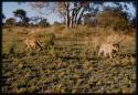 Two lion cubs walking in bush