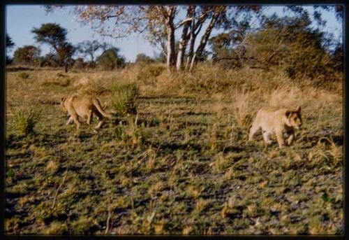 Two lion cubs walking in bush