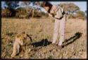 Deborah Marshall bending toward a lion cub
