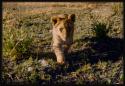 Lion cub walking on grass