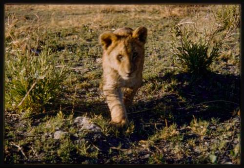 Lion cub walking on grass