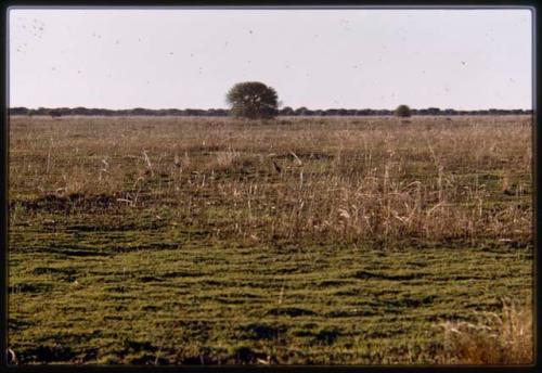 Jackal on Mababe Depression, distant view