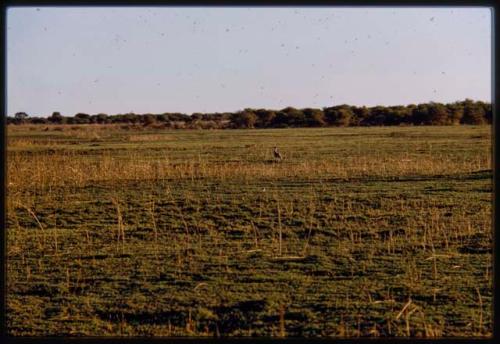 Big bird standing on Mababe Depression, distant view