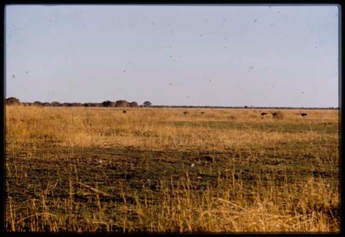 Ostriches on Mababe Depression, distant view