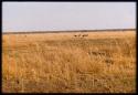 Ostriches on Mababe Depression, distant view