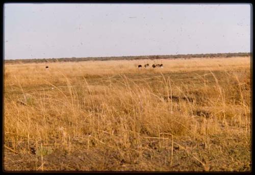 Ostriches on Mababe Depression, distant view