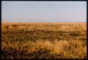 Tsessebe on Mababe Depression, distant view