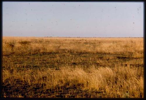 Tsessebe on Mababe Depression, distant view